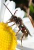 Nomada flavoguttata